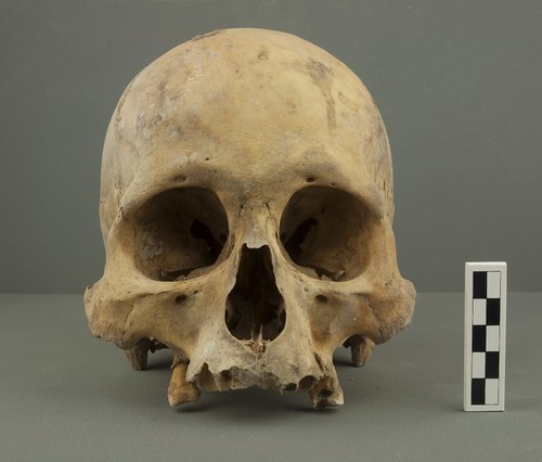 Cráneo masculino que fue muestreado para el análisis de ADN antiguo./Colleen O’Shea