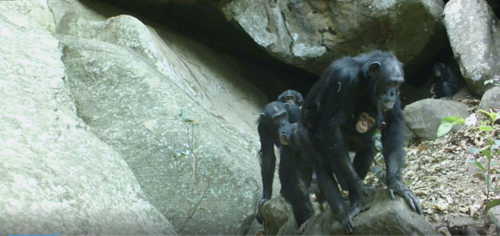 Chimpancés de sabana en una cueva de Sabe (Guinea)./Instituto Jane Goodall España y Senegal.