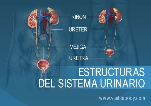 Estructura del sistema urinario.