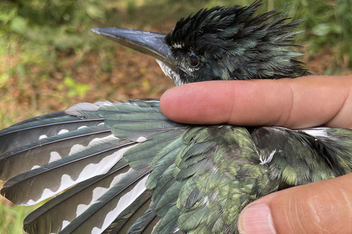 En las aves migratorias del país se han encontrado cantidades de mercurio alarmantes. Foto: Sebastián Tabares Segovia, Semillero Ecotoxicología Medioambiente y Sociedad de la UNAL.