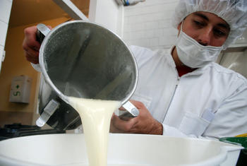 Por ser un alimento rico en grasas, la crema de leche es uno de los componentes principales de la dieta. Fotos Unimedios.