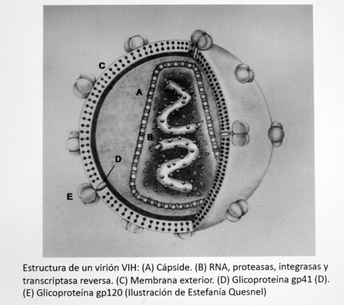 Estructura del VIH y del proceso de infección de un linfocito TCD4 por el virus. Ilustración por Estefanía Quesnel.