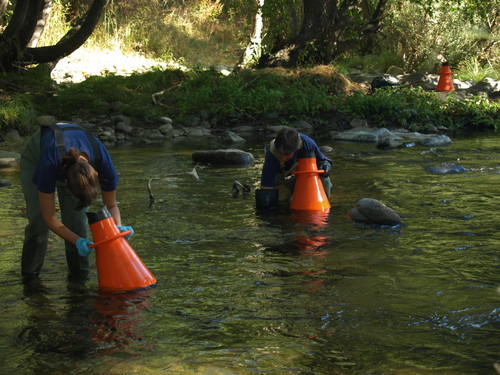 Biólogos en el río Alberche. Foto: Javier Morales.