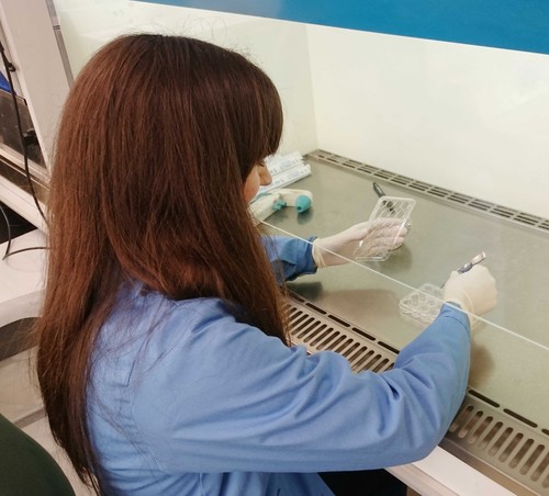 Una investigadora trabajando con células. Foto: F. Descubre.