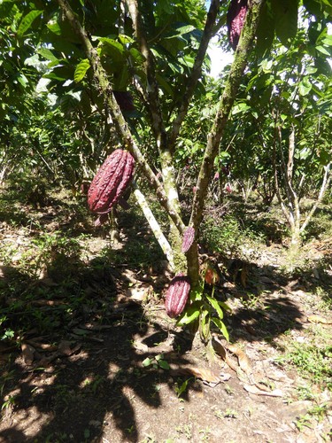 Cultivo de plantas de cacao/Renzo Giudice/Uni Bonn