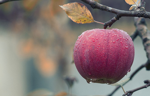 La cáscara de las manzanas y otras frutas tienen mucho ácido ursólico. Este compuesto es capaz de frenar al Rotavirus, un patógeno que causa gastroenteritis aguda grave en niños menores de cinco años.