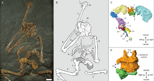 Esqueleto de Oreopithecus bambolii y detalles de la pelvis y vértebras lumbares.