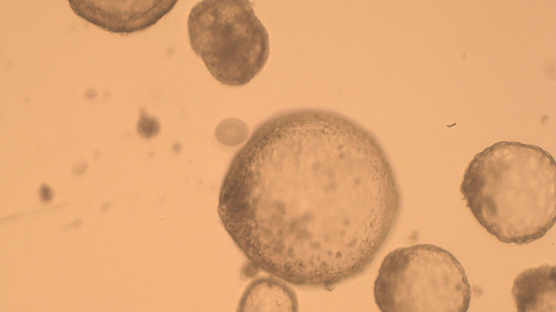 Embriones de clones de cebra. Foto: gentileza investigador.