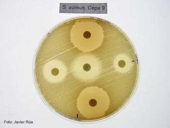 Cultivo de Staphylococcus aureus tratado con los fenoles BHA (derecha) e hidroquinona (arriba). 