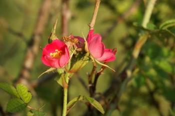 'Rosa rubiginosa'. Foto: EurekAlert