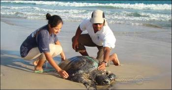 Técnicos de la DPNG y científicos de la FCD realizan el monitoreo de los sitios de anidación de las tortugas marinas en Galápagos (FOTO: DPNG).