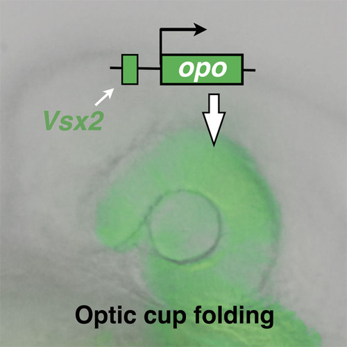 La proteína Vsx2 tiene un papel esencial en la formación del ojo de los vertebrados. Imagen: UPO.