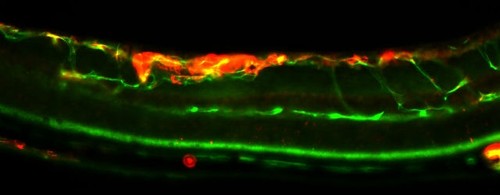 The image shows blood vessels from the retina of a mouse with retinopathy, normal and pathological vessels stained green and red respectively/Ricardo Giordano