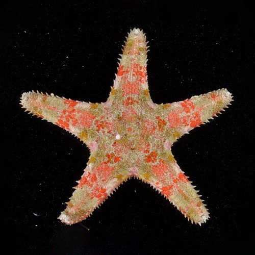 Estrella de mar, 'Valvaster striatus', que solo se conoce en la región del Indo Pacífico. Crédito: Gustav Paulay. 