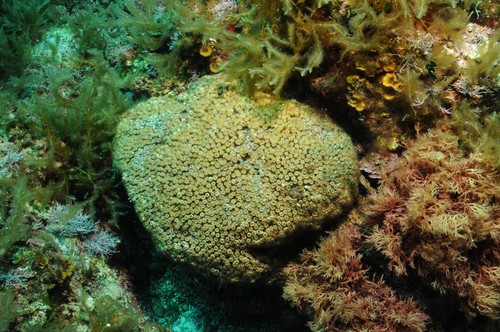 Coral de la especie Cladocora caespitosa utilizado en el estudio. / Diego Kersting (IATS-CSIC).