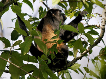 Mono congo ('Alouatta palliata').
