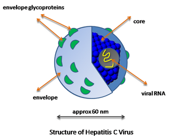 Estructura del virus de la hepatitis C.