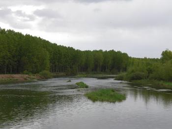 Plantación de 12 años de chopos ('Populus euramericana') en Villacelama, junto al río Esla (León).
