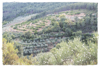 Paisaje olivares abancalados Herguijuela de la Sierra baja. Fuente: Soleae.