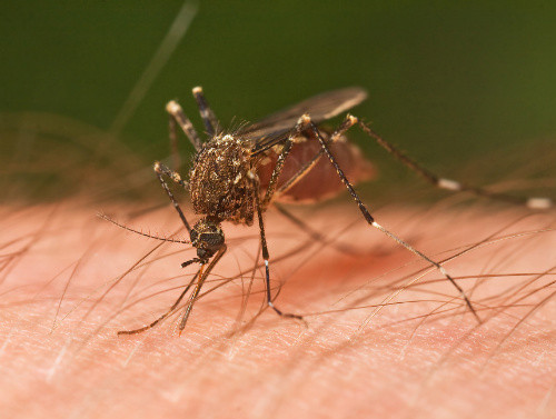 Muchos de los síntomas del dengue son causados por la respuesta inmunológica del organismo ante la infección por el virus. Foto con fines ilustrativos:G.I.