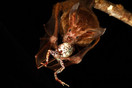 El murciÃ©lago que se alimenta de ranas, el Trachops cirrhosus, utiliza varios sentidos distintos para localizar a su presa, la rana TÃºngara, Physalemus pustulosus. CrÃ©dito de imagen: Christian Ziegler