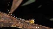 Anolis apletophallus, lagartija tropical. FOTO: STRI
