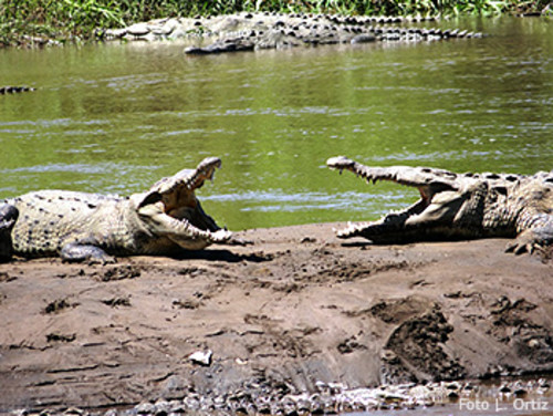 Cocodrilos en el río Tempisque. FOTO: UNA