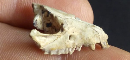 Cráneo de una pequeña comadreja extinta/Agencia CTyS-UNLaM.