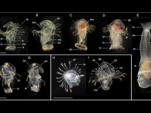Larvas de foronídeos recolectadas en la Bahía de Panamá (Océano Pacífico)/Michael Boyle