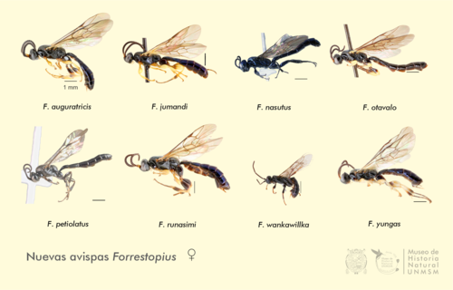 Las ocho especies de avispas Forrestopius descubiertas.