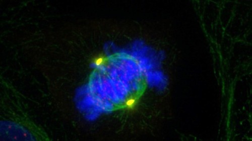 La dineína participa en la separación de los centrosomas (en amarillo). / Núria Gallissà y Joan Roig (IBMB-CSIC).
