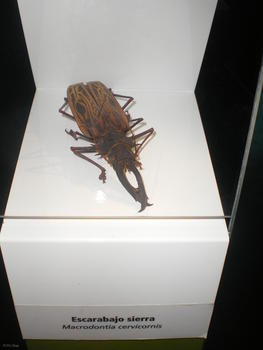 Un ejemplar de escarabajo sierra incluido en la muestra sobre el Amazonas. 