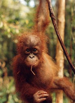 Las poblaciones de varias especies de orangutanes van en declive con bastante rapidez. (Foto: Cortesía de Ana Davidson)