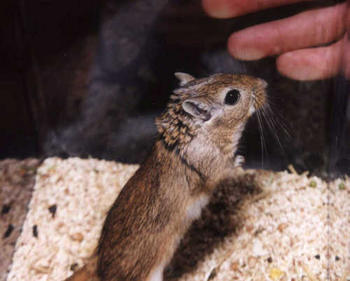 Hamster utilizado en ensayos sobre epilepsia