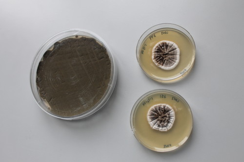 Placas con hongo Penicillium/ULE