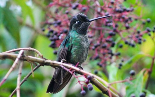 El colibrí 'Eugenes spectabilis' es un ave de tamaño regular que solo se reproduce en las montañas de Costa Rica y en el oeste de Panamá/María Maglianesi