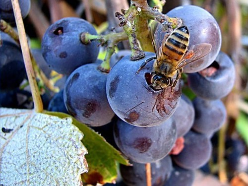 El polen puede ayudar a mejorar la fermentación alcohólica del vino.