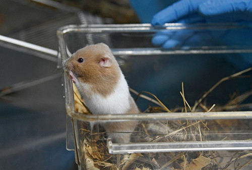 El estudio se realizó en roedores. Foto: Laura Rodríguez Rodríguez.