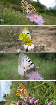 Diferentes mariposas sobre florse.