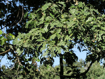 Rebollo ('Quercus pyrenaica'), en Prádena de la Sierra (Segovia).