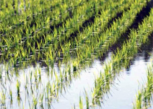 El cultivo de arroz inundado produce más grano, pero tiene mayor emisión de gas metano (FOTO: UNA).