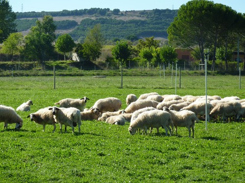 Los investigadores analizaron el empleo de orujo de uva en la alimentación del ganado ovino.Foto cedida por Cristina Guerra.