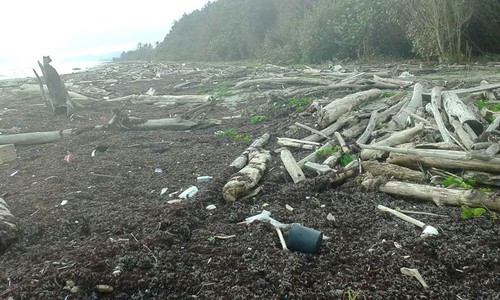 Residuos de la tala forestal que obstaculiza la anidación de las tortugas Acandí, Colombia./ A. Marco.
