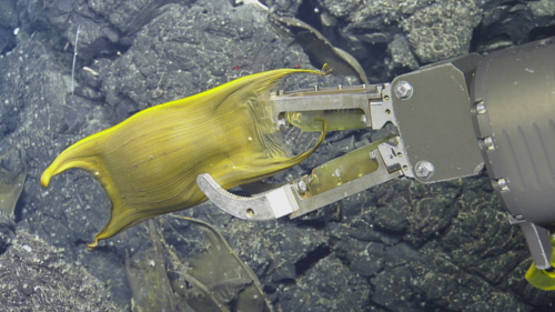 El brazo robótico del VOR extrae uno de los huevos/Ocean Exploration Trust