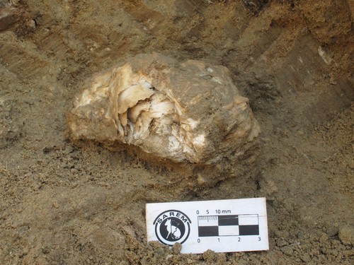 El trabajo para retirar tosca ha permitido descubrir fósiles de entre unos 8.000 y 90.000 años de antigüedad/Agencia CTyS-UNLaM
