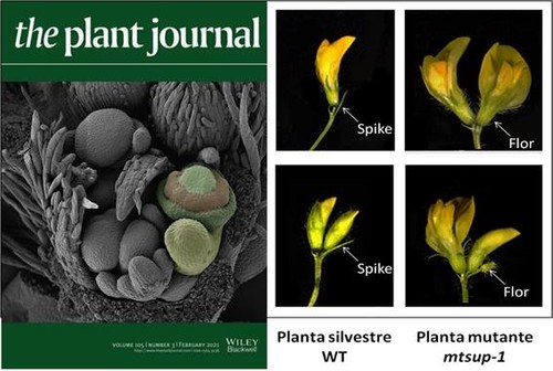 Portada de la revista y detalle de la investigación./IBMCP-The Plant Journal.