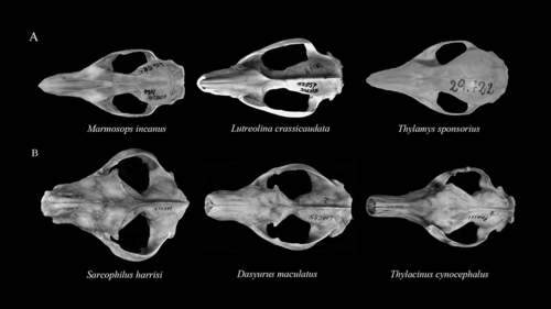 Ejemplos de morfología craneana de especies carnívoras de marsupiales americanos y australianos. Foto: gentileza investigadores.