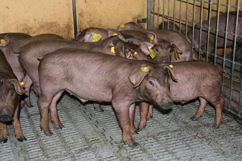 Lechones de cerdo ibérico. (Foto. Itacyl).
