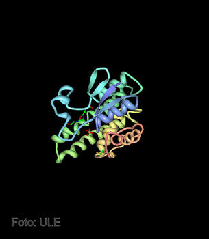 Imagen tridimensional de la proteína maleilacetoacetato isomerasa (MAAI).