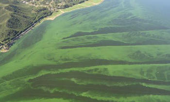 Agua con algas (Fotografía: Infouniversidades)